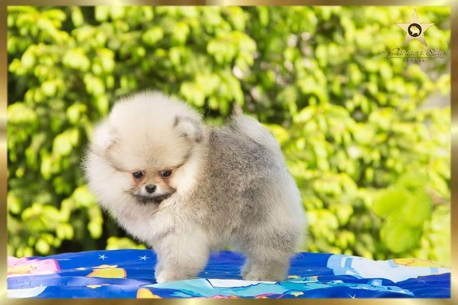 Pomeranski-spic