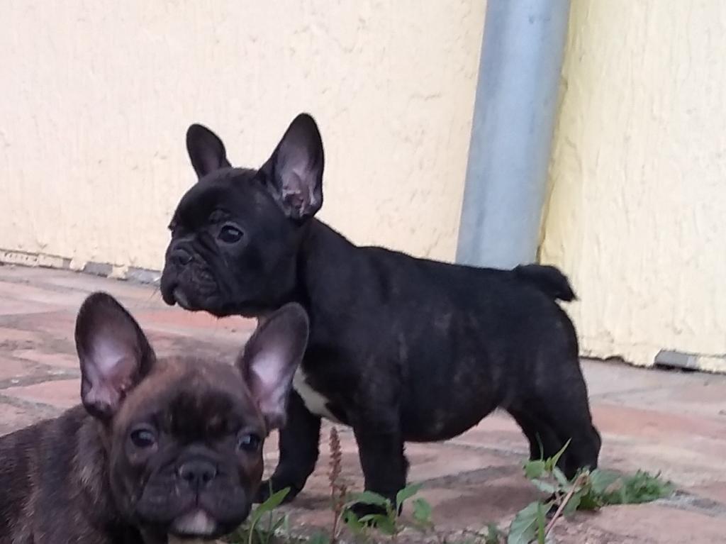 Francuski-buldog-štenci