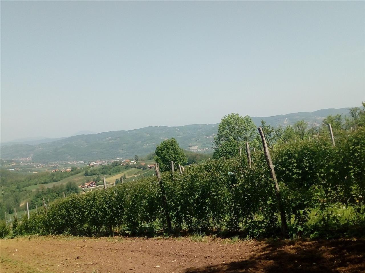 Branje-malina