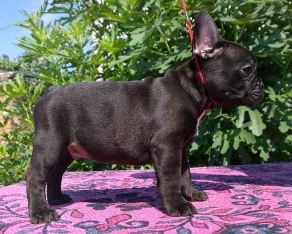 Francuski-Buldog-