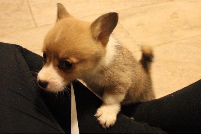 Divan Pembrokeshire Corgi