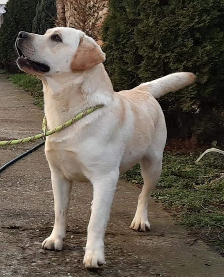 Labrador-retriver