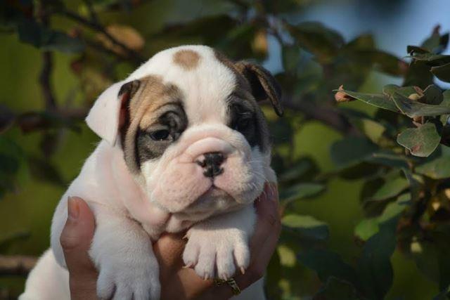 Engleski-Buldog-