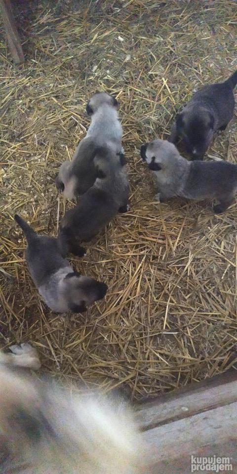 Kangal-stenci