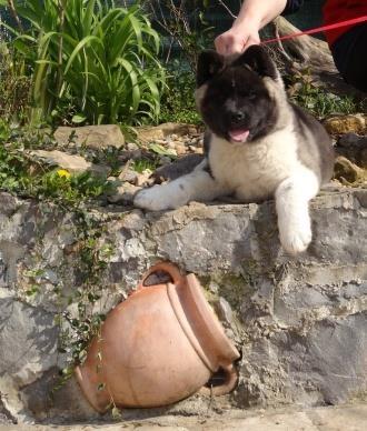Američka-akita