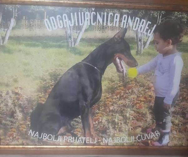 Doberman, stenci 