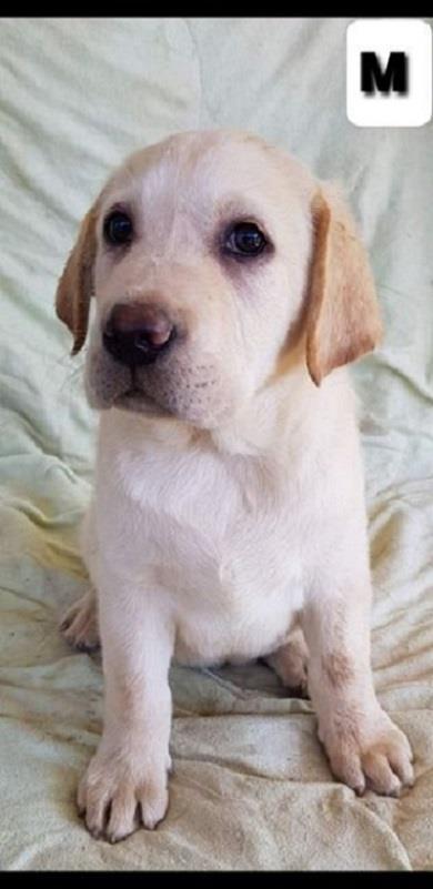 Labrador-retriver--
