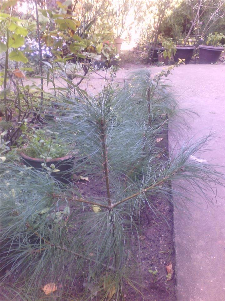 Himalajski-Borovi