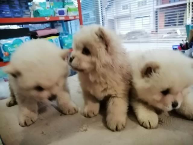 Čau-Čau--Chow-Chow--