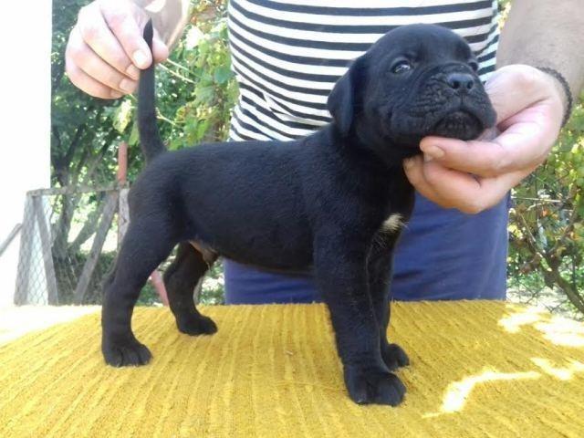 Cane-Corso-štenci-