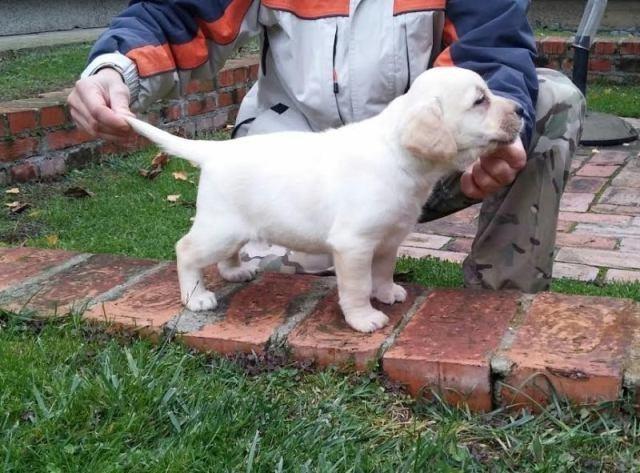 Labrador-retriver--hit-leglo-