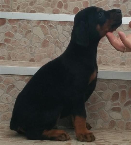 Doberman-stenad-