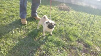 Mops-stenad