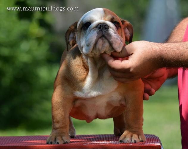 Engleski Buldog