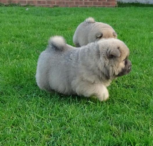 Chow Chow štenci