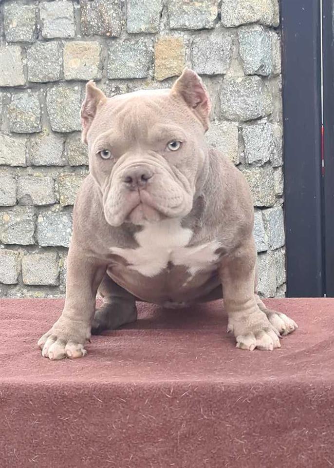 American-bully-štenci