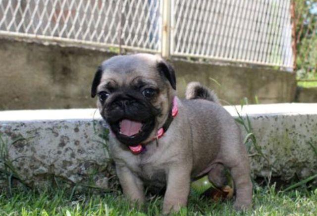 Mops--štenci