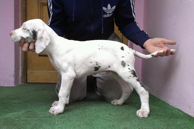Nemacka-Doga