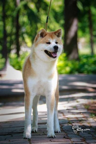 Akita-inu
