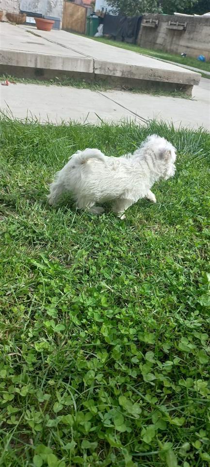 Westika