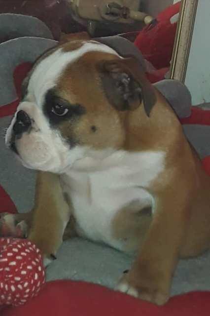 Engleski-buldog--kvalitetni-štenci