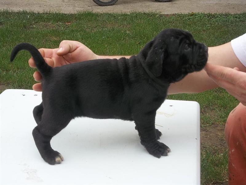 Cane-corso-štenci