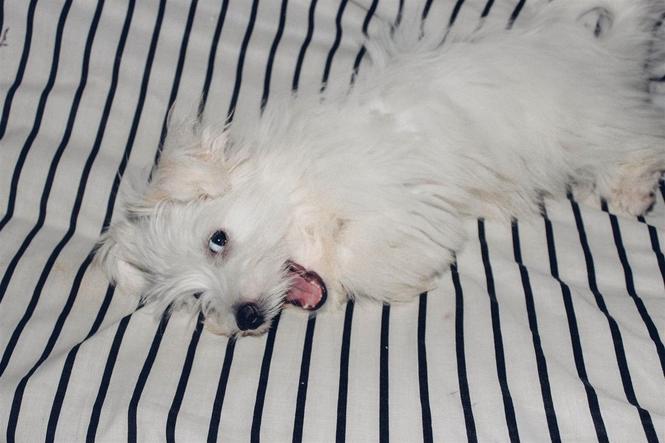 Coton de Tulear stenci