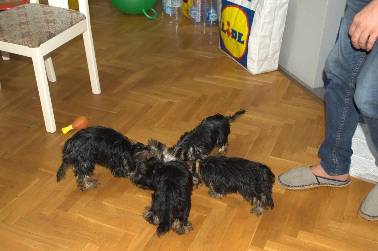 Jorkširski-terijer-štenci-na-prodaju