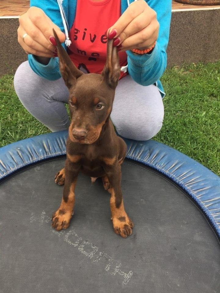 Doberman