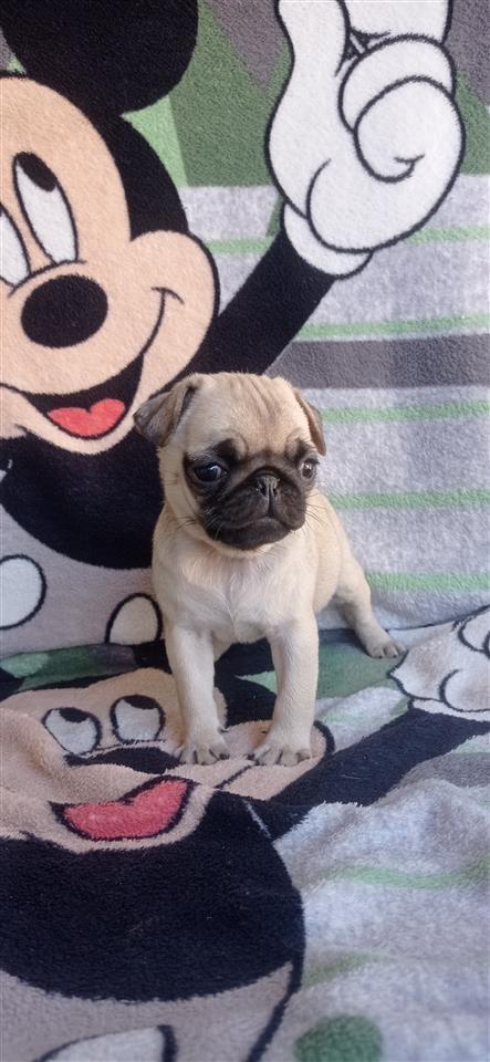 Mops-pug