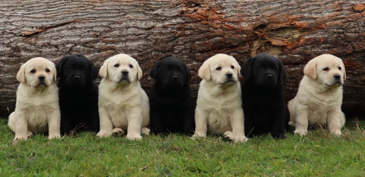 Labrador-štenci