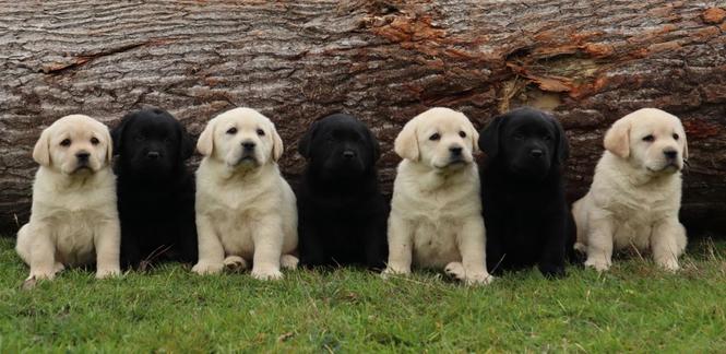 Labrador štenci
