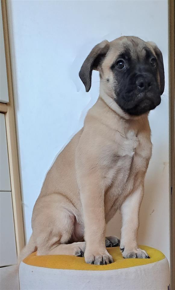 Bullmastiff-stenad