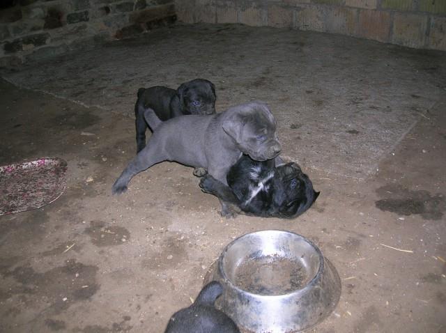 Cane-corso-štenci