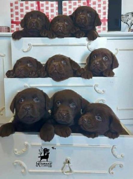 Labrador-Retriver-štenci