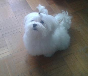 Stene maltezera 