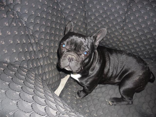 Francuski buldog