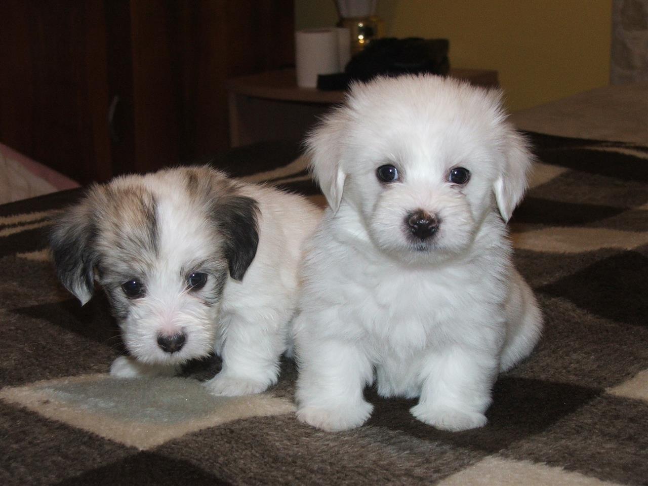 Coton-de-tulear--tenci