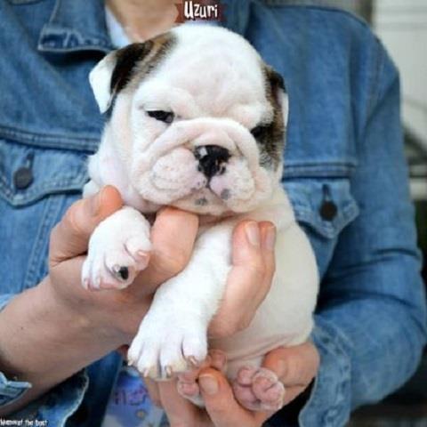 Engleski-Buldog-
