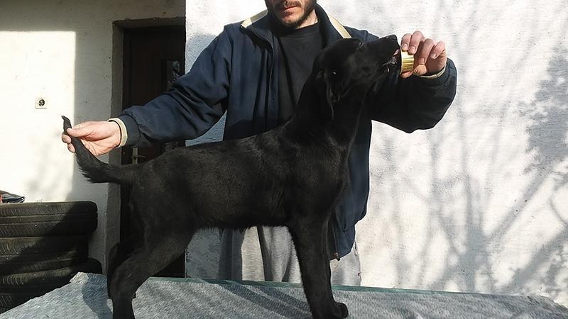 Labrador-C