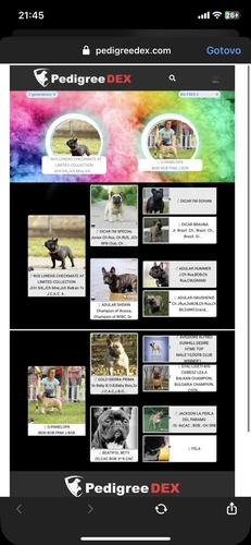 Francuski buldog PARENJE