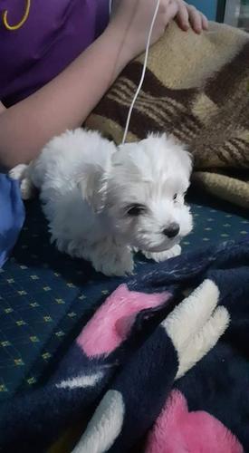 Maltezer