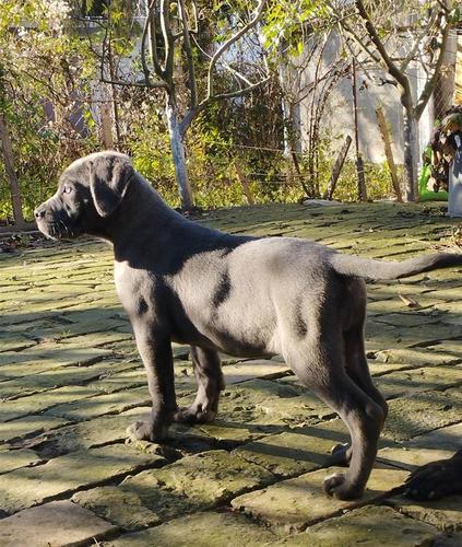 Cane Corso štenci