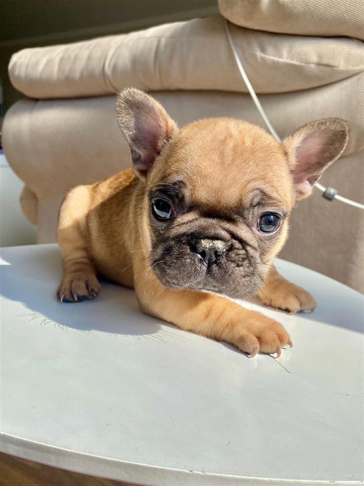 Francuski-Buldog