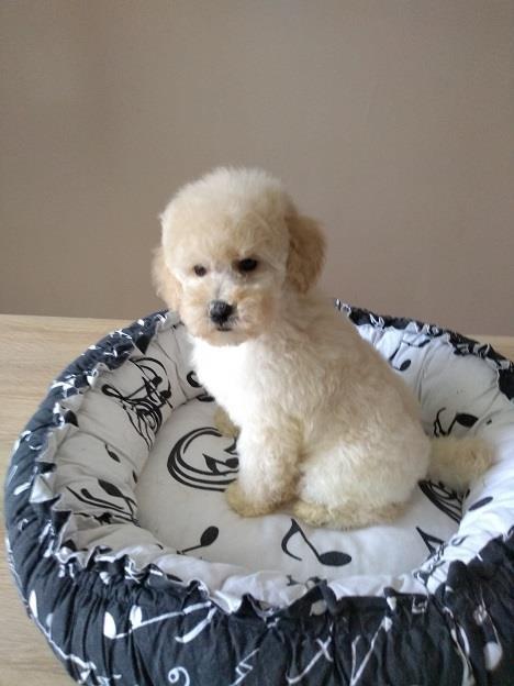 Francuska-toy-pudla