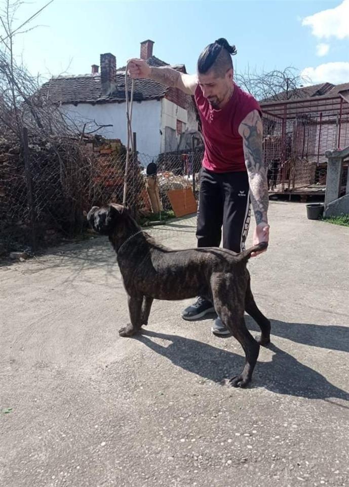 Cane-Corso-