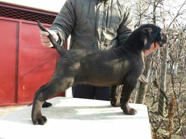 Cane-Corso