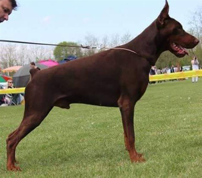 Doberman-štenci