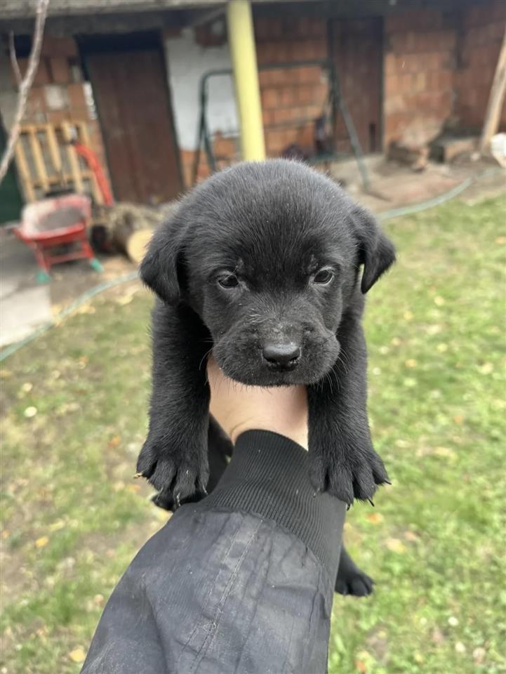 Labrador-štenci-