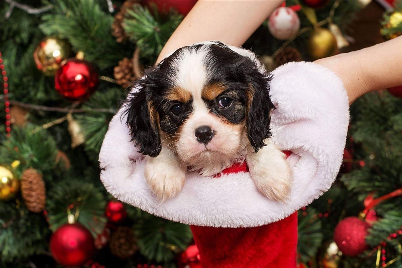 Cavalier-king-Charles-spaniel-štenci